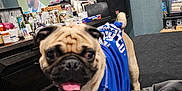 Sparkie joined the competition — help win amazing prizes! dog, pug, blue_shirt, bed, blanket, tongue_out, indoor, television, clutter, dresser, person_on_tv, red_heart, speaker, photograph_frames, socks, footwear, gray_bedspread, wooden_furniture, wall, happy_dog