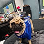 dog, pug, blue_shirt, bed, blanket, tongue_out, indoor, television, clutter, dresser, person_on_tv, red_heart, speaker, photograph_frames, socks, footwear, gray_bedspread, wooden_furniture, wall, happy_dog
