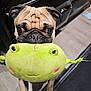 Sparkie is registered to the contest to win money with this photo: pug, dog, toy, plush_toy, frog, indoor, pet, animal, floor, cabinet, playful, close_up, cute, looking_up, brown_dog, small_dog, wrinkled_face, ears, black_nose, pet_toy