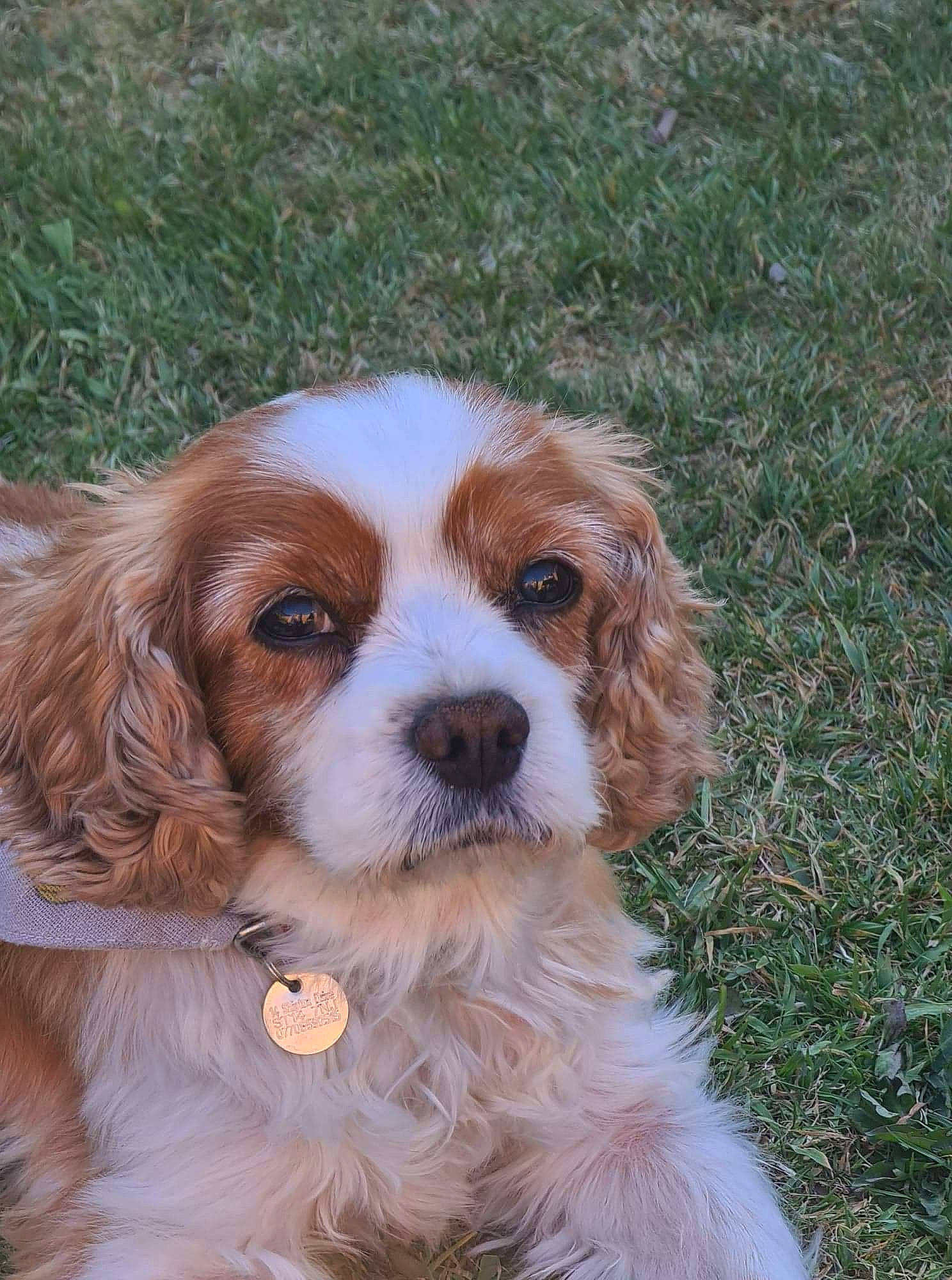 Cookie is registered to the contest to win money with this photo: canidae, carnivore, companion_dog, dog, dog_breed, fawn, fur, grass, liver, plant, snout, spaniel, sporting_group, terrestrial_animal, toy_dog