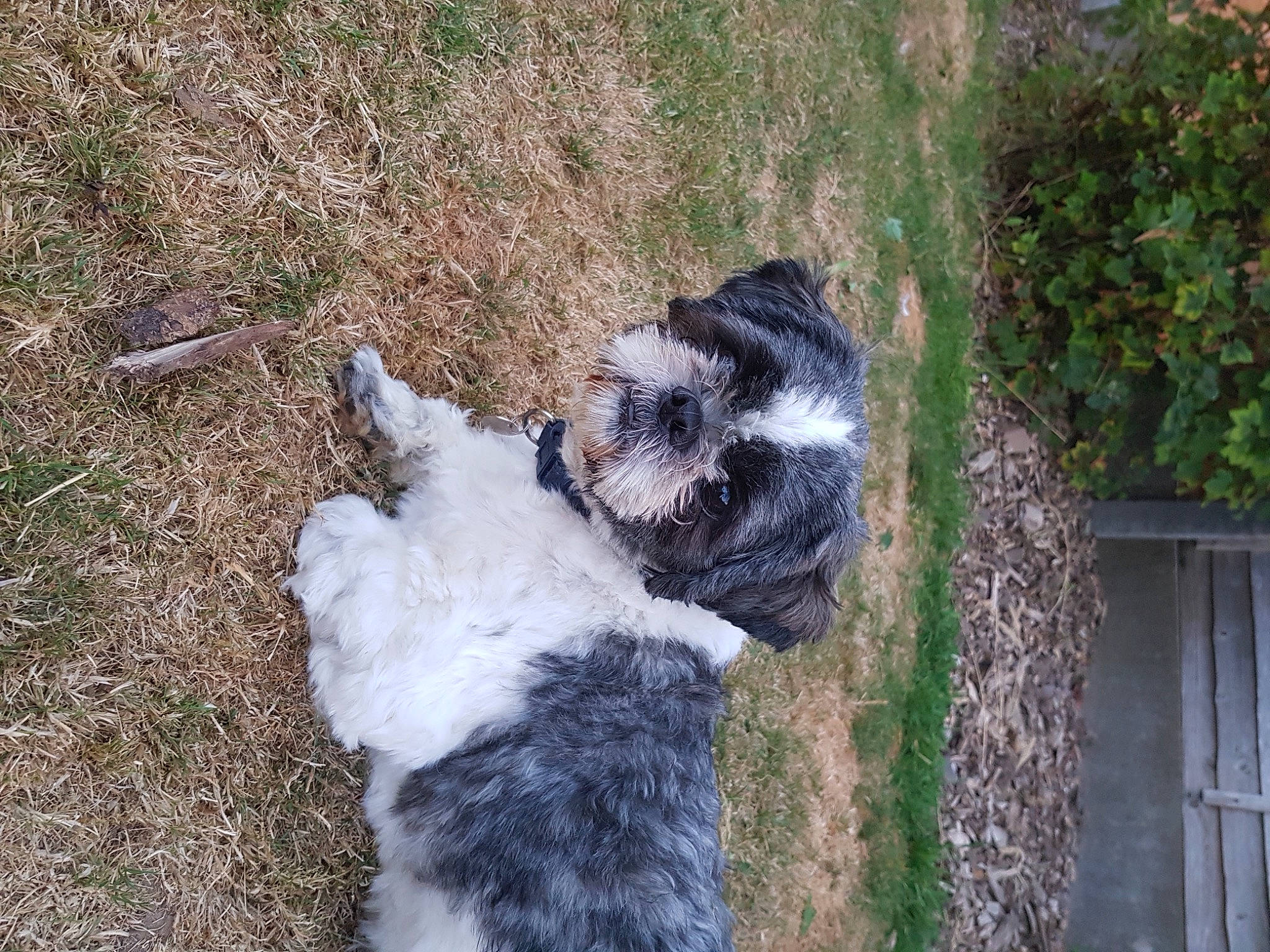 Badger joined the competition — help win amazing prizes! border_collie, canidae, carnivore, cat, companion_dog, dog_breed, door, felidae, fur, grass, herding_dog, plant, small_to_medium_sized_cats, snout, soil, sporting_group, tail, terrestrial_animal, whiskers, window