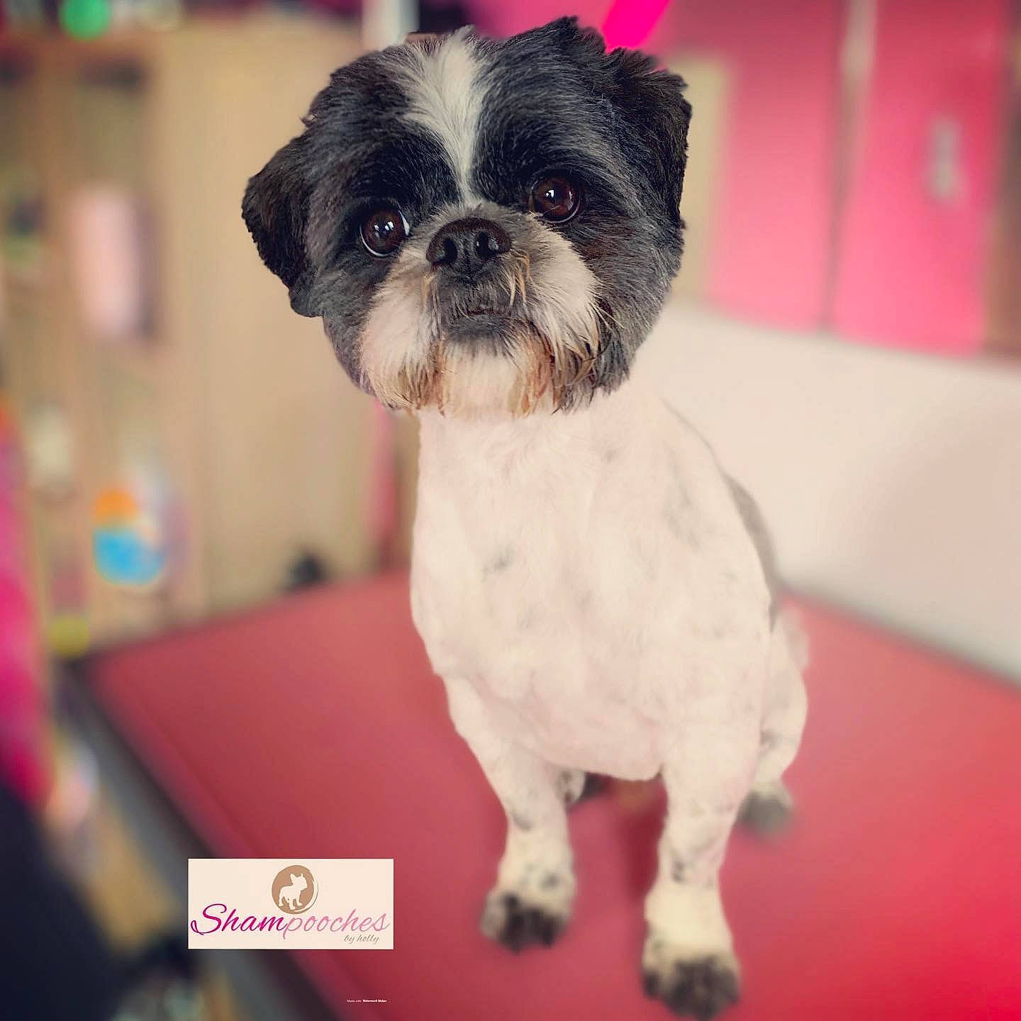 Badger is registered to the contest to win money with this photo: canidae, carnivore, companion_dog, dog, dog_breed, fawn, fur, liver, maltepoo, mirror, non_sporting_group, puppy, shih_tzu, small_terrier, snout, sporting_group, terrestrial_animal, terrier, toy_dog, working_animal