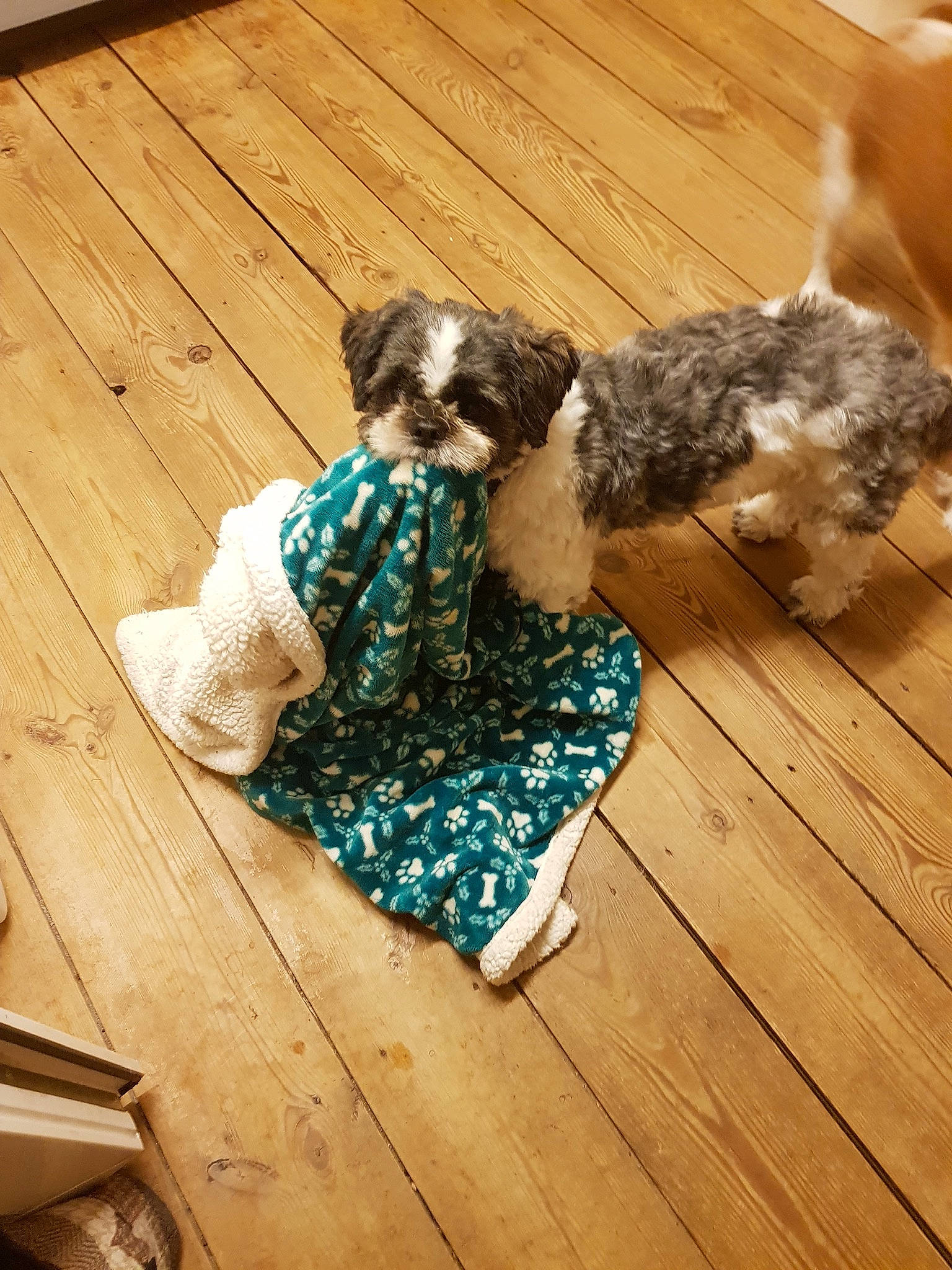 Badger is registered to the contest to win money with this photo: carnivore, child, companion_dog, dog, dog_breed, fawn, flooring, fur, hardwood, human_leg, laminate_flooring, pattern, plank, sitting, sporting_group, thigh, toy_dog, wood, wood_flooring, wood_stain