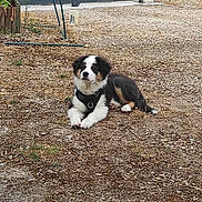 Deucky a rejoint le concours — aidez-le/la à gagner de superbes lots ! puppy, dog, outdoor, gravel, harness, lying_down, tricolor, grass, ground, nature, young, pet, canine, fur, animal, resting, watchful, daylight, rural, small