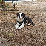 puppy, dog, outdoor, gravel, harness, lying_down, tricolor, grass, ground, nature, young, pet, canine, fur, animal, resting, watchful, daylight, rural, small
