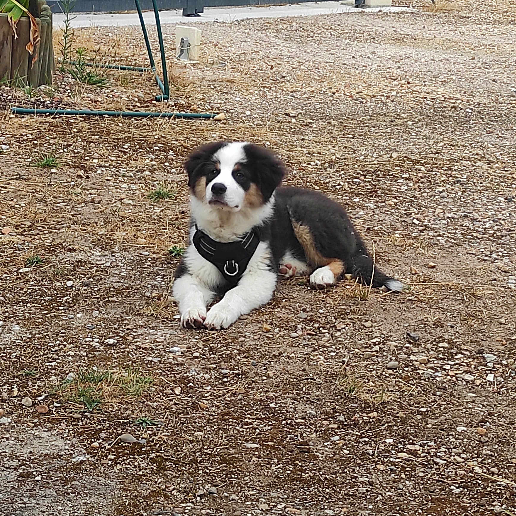 Deucky a rejoint le concours — aidez-le/la à gagner de superbes lots ! puppy, dog, outdoor, gravel, harness, lying_down, tricolor, grass, ground, nature, young, pet, canine, fur, animal, resting, watchful, daylight, rural, small