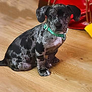 Apollo is registered to the contest to win money with this photo: puppy, dog, sitting, indoor, wooden_floor, collar, black, gray, spotted, pet, young, cute, animal, domestic_animal, floor, bag, red, yellow, blurred_background, attention