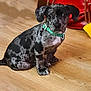 puppy, dog, sitting, indoor, wooden_floor, collar, black, gray, spotted, pet, young, cute, animal, domestic_animal, floor, bag, red, yellow, blurred_background, attention