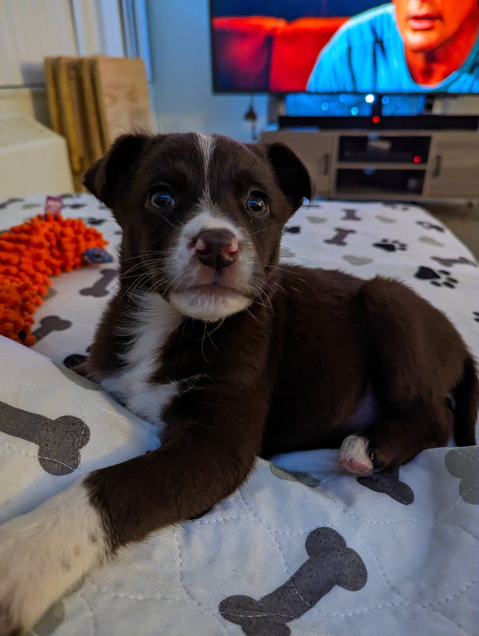 Addison joined the competition — help win amazing prizes! boston_terrier, canidae, carnivore, chair, comfort, companion_dog, dog, dog_breed, fawn, fur, non_sporting_group, snout, sporting_group, toy_dog, whiskers, working_animal