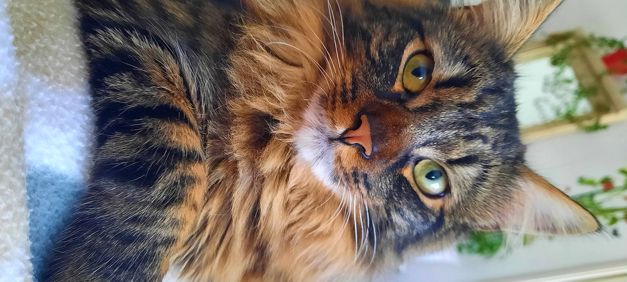 Sweeti participe au concours pour gagner de l'argent avec cette photo : carnivore, cat, claw, domestic_short_haired_cat, felidae, fur, grass, macro_photography, siberian, small_to_medium_sized_cats, snout, terrestrial_animal, whiskers, wildlife