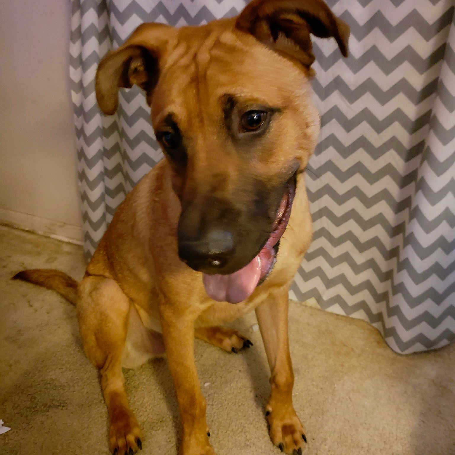 Bruce Wayne is registered to the contest to win money with this photo: black_mouth_cur, boerboel, broholmer, carnivoran, dog, dog_breed, dog_breed_group, dog_like_mammal, fawn, potcake_dog, snout