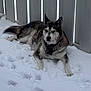 Ares is registered to the contest to win money with this photo: dog, husky, snow, outdoor, fence, pet, animal, winter, canine, fur, collar, paw_prints, quiet, laying_down, nature, cold, resting, mammal, domestic_animal, daylight