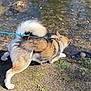 Ares is registered to the contest to win money with this photo: dog, leash, water, stream, grass, earth, outdoor, animal, curious, nature, fur, tail, pet, canine, daylight, shallow_water, ground, walking, exploring, sunlight