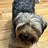 dog, pet, indoor, wooden_floor, fur, shaggy, curious, small_dog, brown, gray, animal, canine, standing, domestic, cute, companion, looking_up, flooring, home, friendly