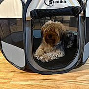 Biggie is registered to the contest to win money with this photo: dog, pet, playpen, indoor, wooden_floor, fur, cozy, resting, animal, canine, portable, mesh, fabric, brown, black, small_dog, household, domestic, relaxed, companion