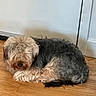 dog, pet, curled_up, fluffy, fur, wooden_floor, indoor, resting, small_dog, tan_fur, black_fur, grey_fur, home, door, wall, quiet, calm, cute, animal, companion