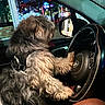 Biggie is registered to the contest to win money with this photo: dog, car_interior, steering_wheel, night, city_lights, window, seat, fur, pet, leash, human_leg, hand, dashboard, reflection, urban, transportation, animal, canine, driver_seat, collar