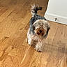 Biggie is registered to the contest to win money with this photo: dog, pet, indoor, wood_floor, small_dog, fluffy, fur, tail, walking, home, cozy, canine, animal, domestic, shaggy, cute, companion, flooring, house, walking_dog