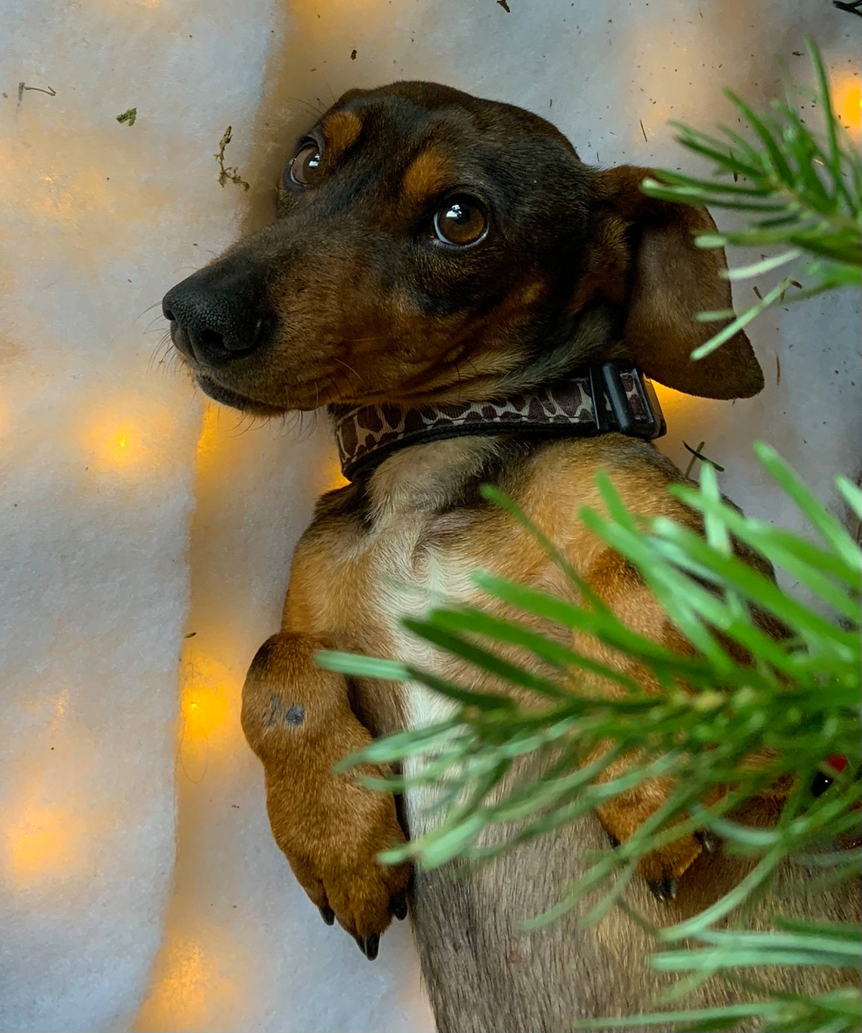 Slash participe au concours pour gagner de l'argent avec cette photo : canidae, carnivore, collar, companion_dog, conifer, dog, dog_breed, dog_collar, event, evergreen, eye, fawn, plant, snout, sporting_group, terrestrial_animal, terrestrial_plant, tree, whiskers, working_animal