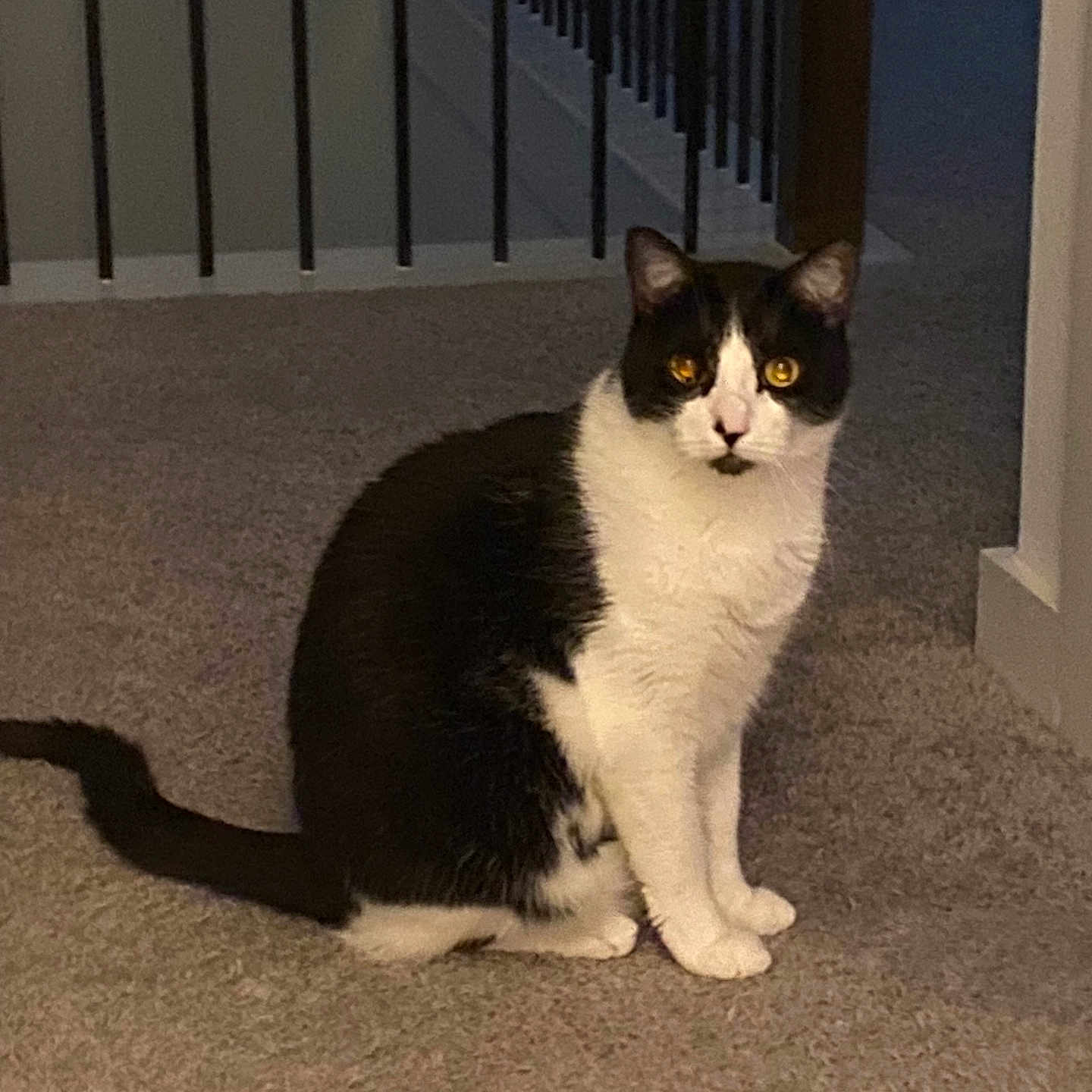 Rocco is registered to the contest to win money with this photo: abyssinian, angora, animal, architecture, blackcat, building, cat, door, egyptiancat, fence, hardwood, house, housing, indoors, kitten, manx, pet, porch, staircase, wood