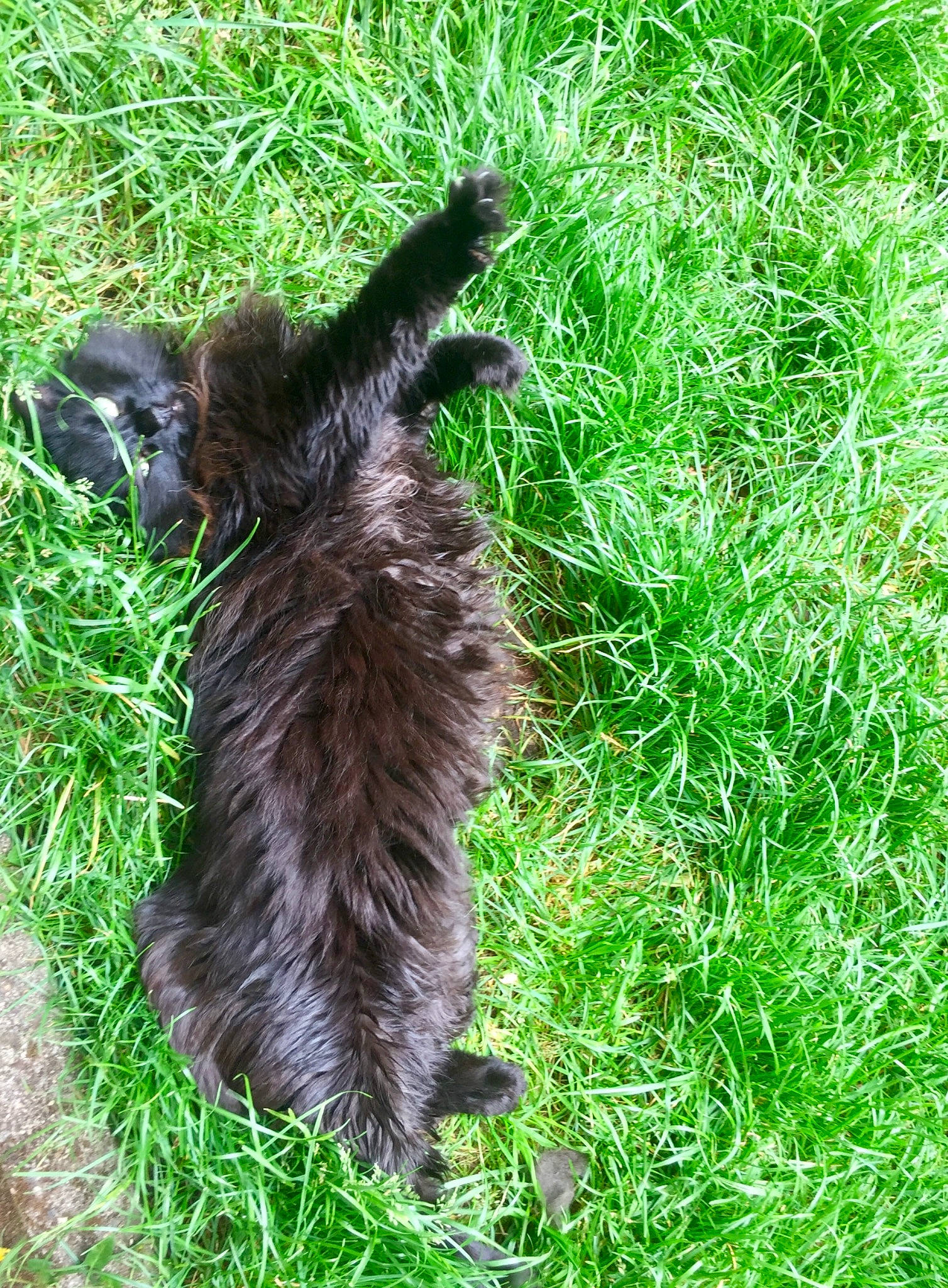 Lune a rejoint le concours — aidez-le/la à gagner de superbes lots ! canidae, carnivore, cat, dog_breed, domestic_short_haired_cat, felidae, fur, grass, grassland, groundcover, liver, plant, shadow, small_to_medium_sized_cats, soil, tail, terrestrial_animal, whiskers