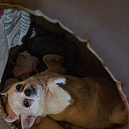 Mya a rejoint le concours — aidez-le/la à gagner de superbes lots ! dog, small_dog, bed, blanket, toy, indoor, cozy, pet, looking_up, lying_down, ears, fur, cute, animal, resting, comfortable, soft, domestic, sleeping_area, canine