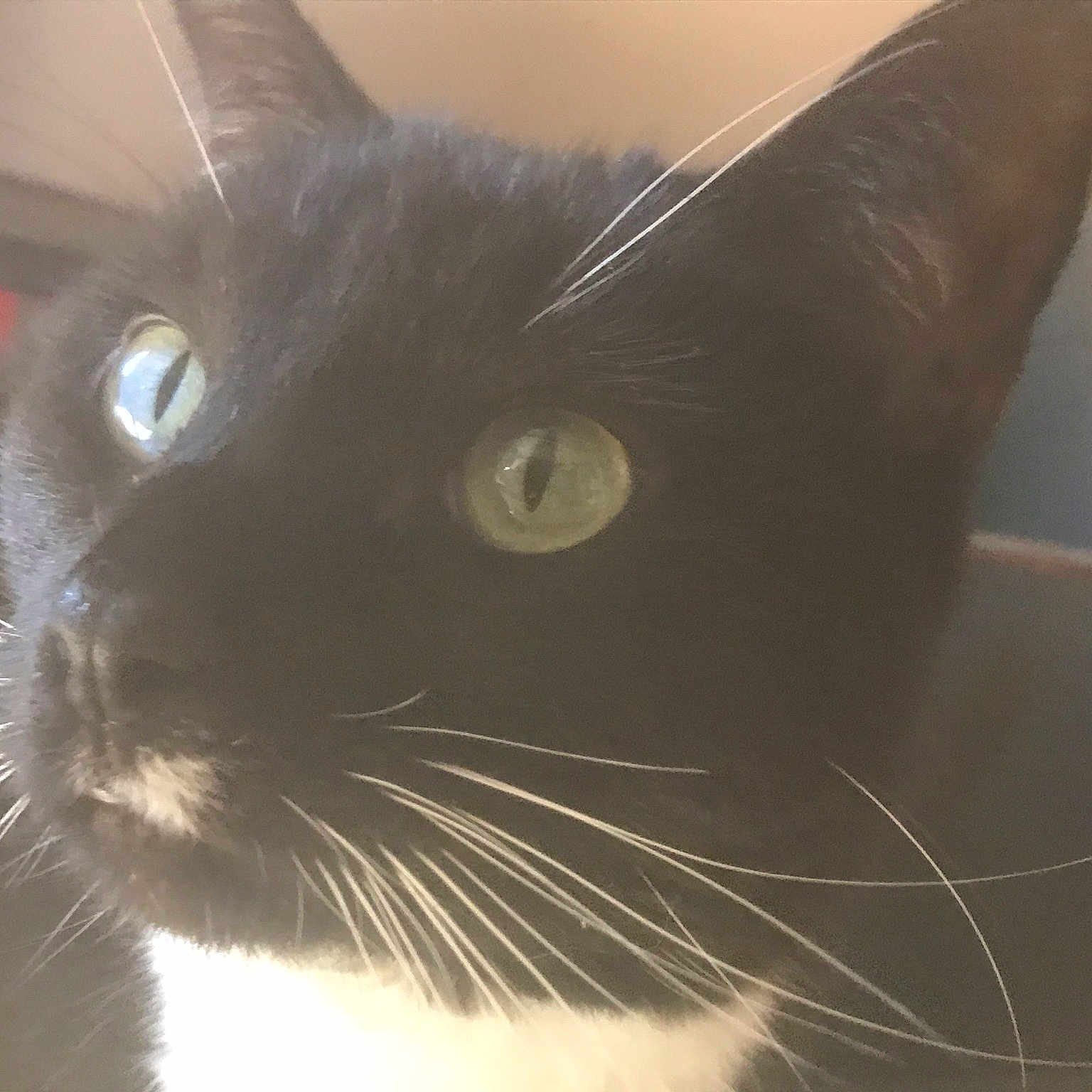 Twilight joined the competition — help win amazing prizes! black_cat, burmese, carnivore, cat, domestic_short_haired_cat, ear, eye, felidae, fur, iris, mammal, small_to_medium_sized_cats, snout, tail, tonkinese, whiskers