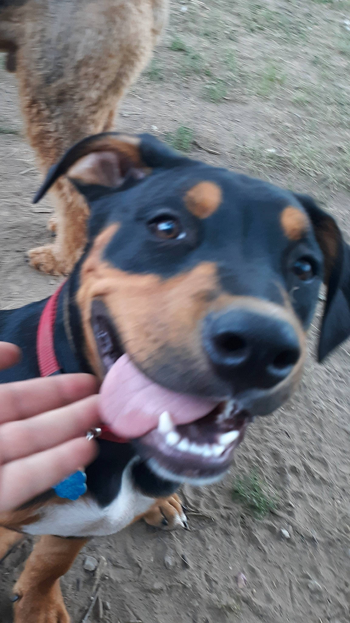 Zeus is registered to the contest to win money with this photo: beagle, canidae, carnivore, collar, companion_dog, dog, dog_breed, dog_collar, electric_blue, fawn, fur, hound, jaw, leash, pet_supply, scent_hound, snout, sporting_group, whiskers, working_animal