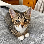 Caramel is registered to the contest to win money with this photo: kitten, cat, tabby, pet, animal, bed, indoor, fur, whiskers, paws, cute, young, domestic, feline, resting, looking, gray, texture, wooden_furniture, cozy