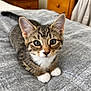 kitten, cat, tabby, pet, animal, bed, indoor, fur, whiskers, paws, cute, young, domestic, feline, resting, looking, gray, texture, wooden_furniture, cozy