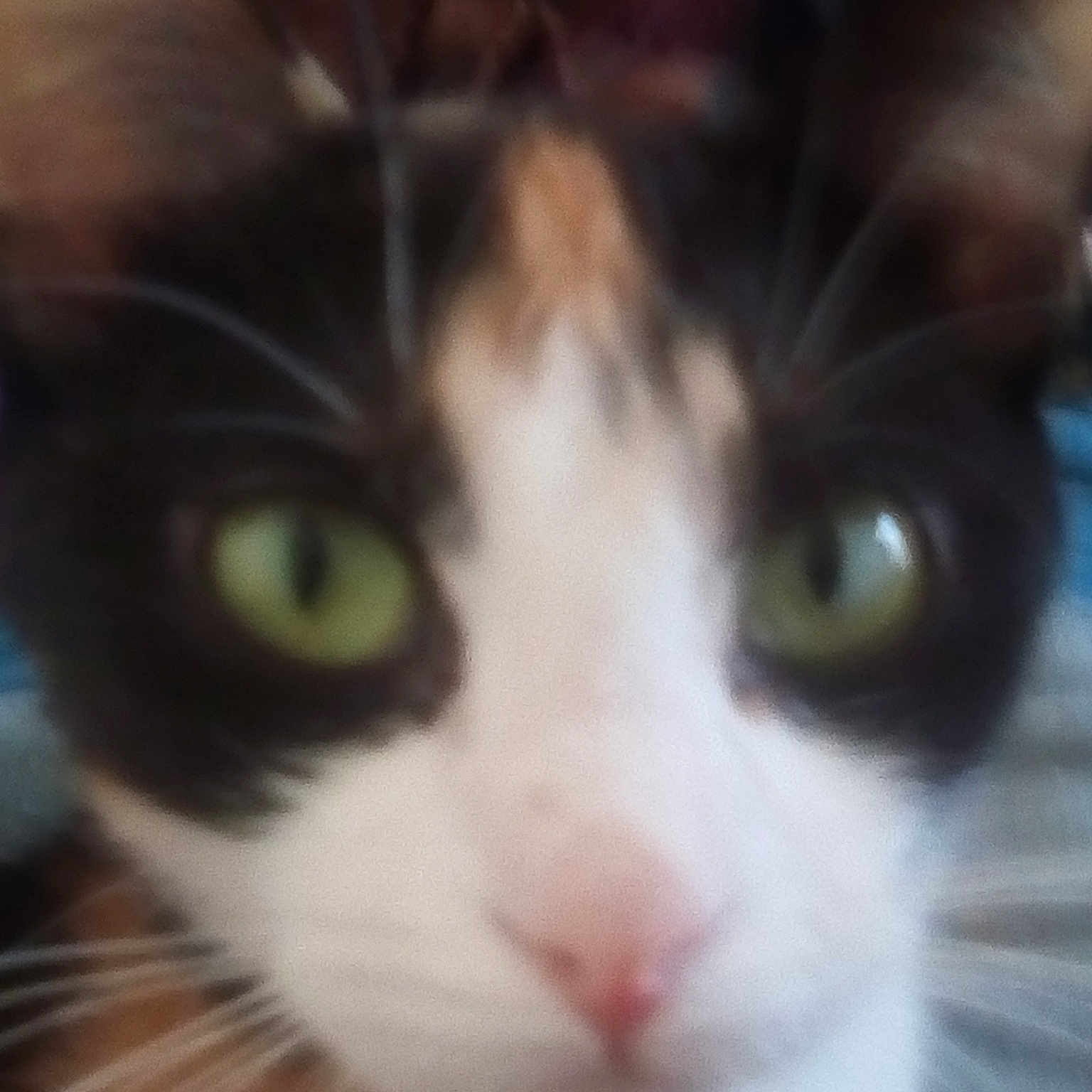 Cléo a rejoint le concours — aidez-le/la à gagner de superbes lots ! aegean_cat, cat, cat_like_mammal, domestic_short_haired_cat, european_shorthair, eye, iris, kitten, nose, small_to_medium_sized_cats, snout, whiskers