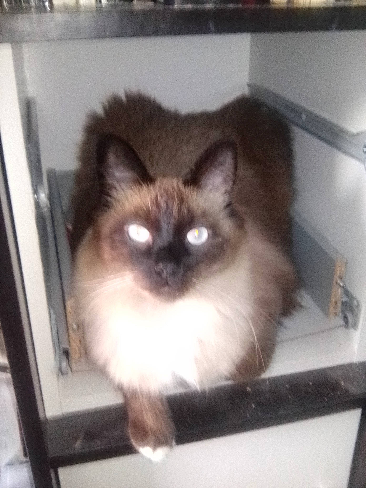 Sawyer a rejoint le concours — aidez-le/la à gagner de superbes lots ! balinese, birman, carnivore, cat, domestic_long_haired_cat, eye, fawn, felidae, himalayan, iris, kitten, mammal, persian, ragdoll, siamese, small_to_medium_sized_cats, thai, tonkinese, vertebrate, whiskers