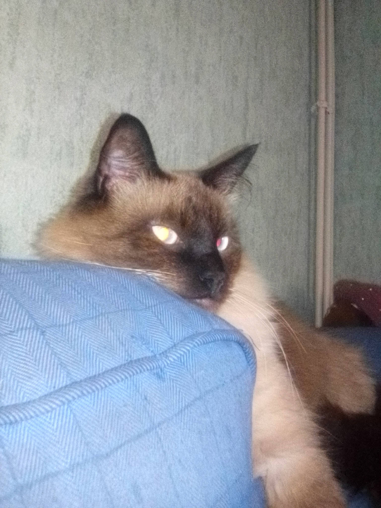 Sawyer participe au concours pour gagner de l'argent avec cette photo : balinese, birman, burmese, carnivore, cat, felidae, himalayan, javanese, kitten, mammal, ojos_azules, ragdoll, siamese, small_to_medium_sized_cats, snowshoe, tail, thai, tonkinese, vertebrate, whiskers