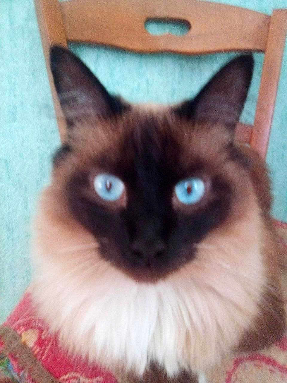 Sawyer