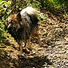 animal, bushes, canine, daylight, dog, earth, forest, fur, greenery, leaves, mammal, motion, nature, outdoor, path, rocks, sunlight, walking, wet, wildlife