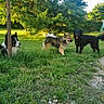 animal, canine, daylight, dog, field, fur, garden, grass, greenery, happy, nature, outdoor, panting, pet, playful, post, summer, sunlight, tail, tree