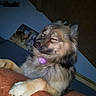 Lily a rejoint le concours — aidez-le/la à gagner de superbes lots ! animal, blanket, collar, cozy, cute, dog, fluffy, fur, furniture, home, indoor, mammal, paws, pet, portrait, poster, relaxed, resting, sleepy, wall