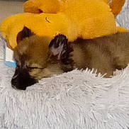 Lily a rejoint le concours — aidez-le/la à gagner de superbes lots ! adorable, animal, comfort, cozy, cuddle, cute, fluffy_bed, fur, indoors, nap, pet, puppy, relaxation, resting, sleeping, small_dog, soft_texture, toy, yellow_plush_toy, young_dog