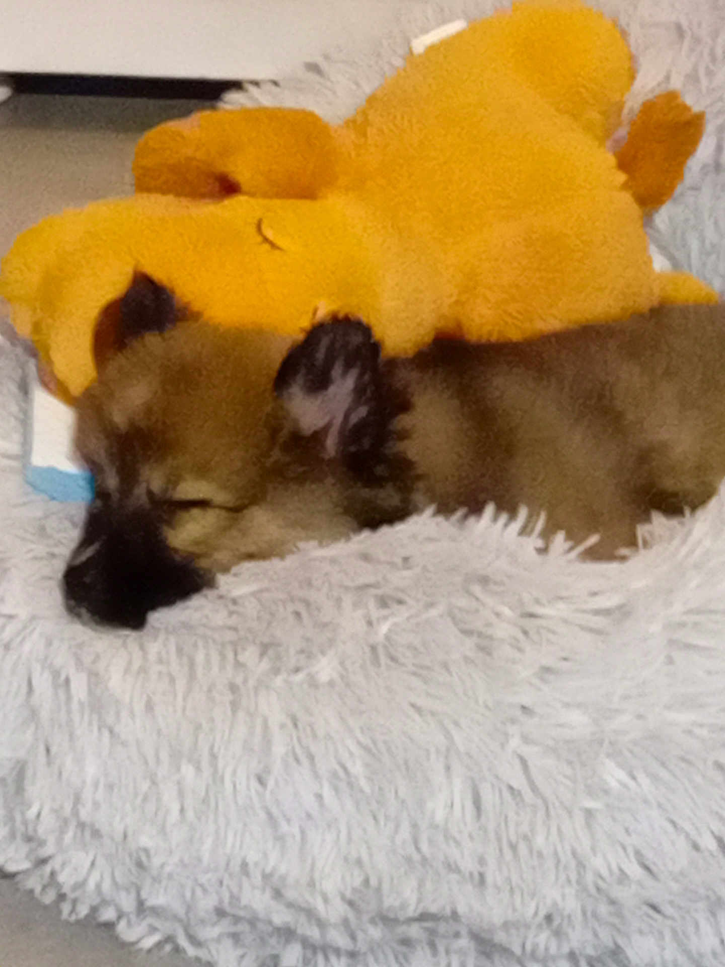 Lily
