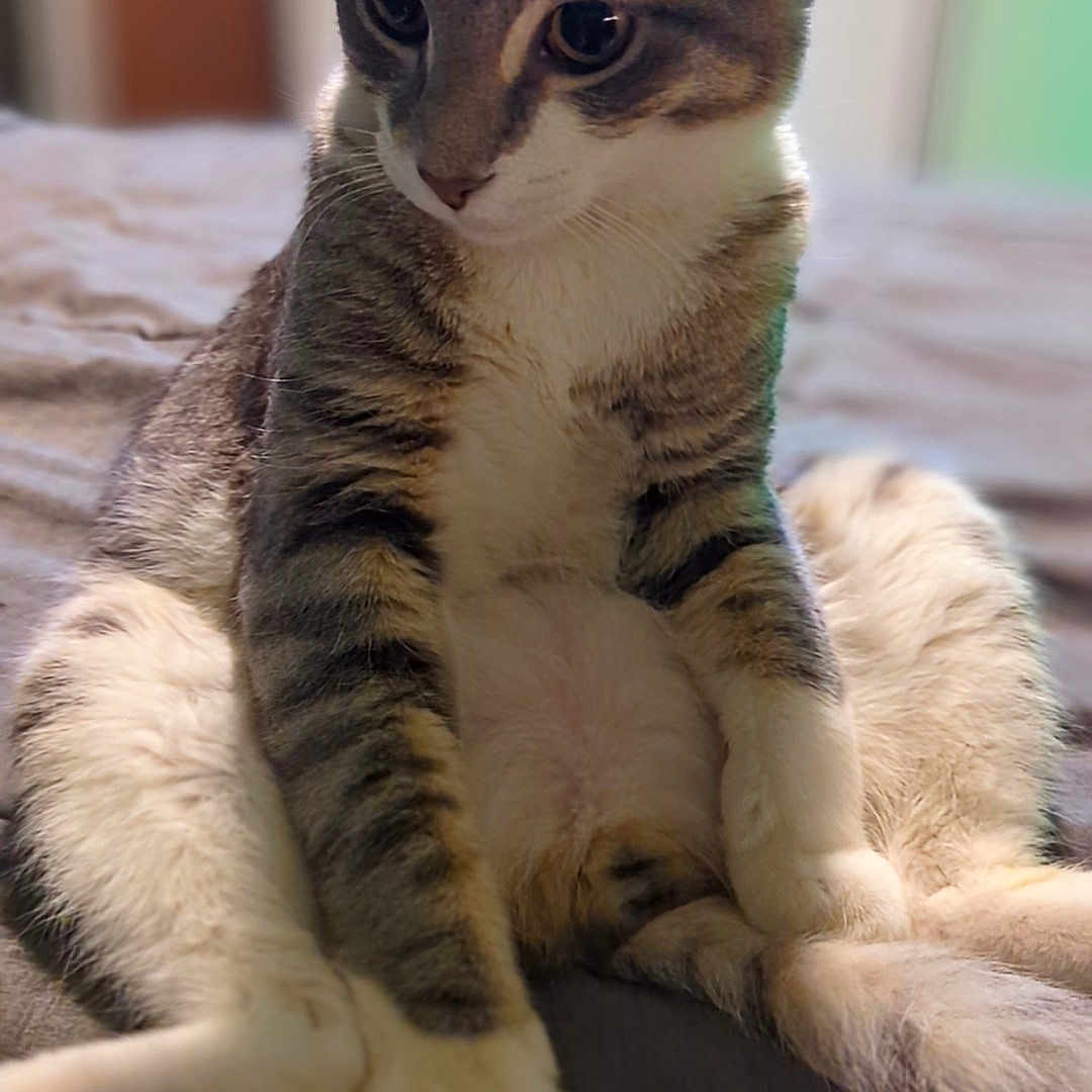 Flapjack is registered to the contest to win money with this photo: abyssinian, animal, bed, bedroom, blanket, cat, couch, furniture, hardwood, indoors, kitten, manx, pet, room, siamese, wood
