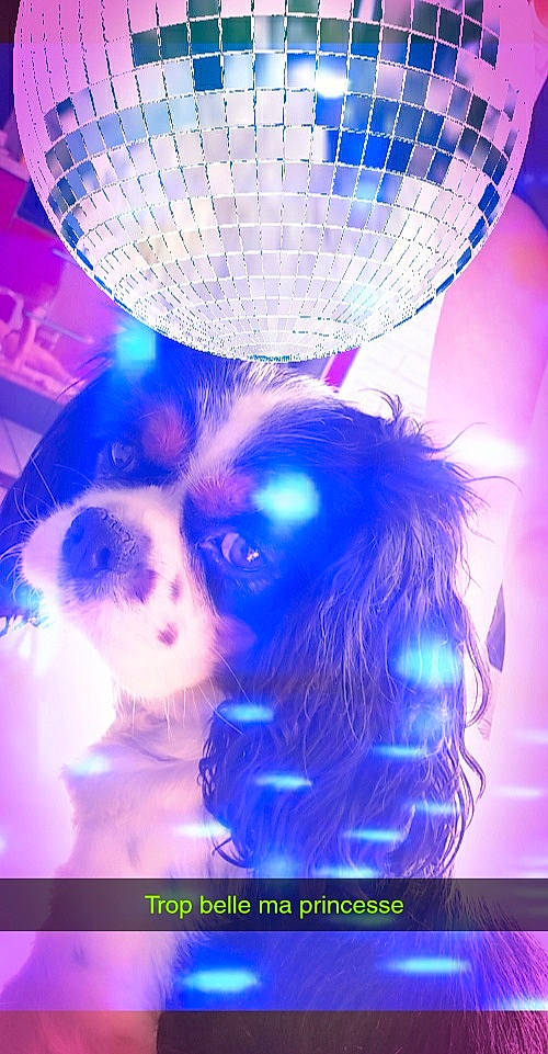 Pinky participe au concours pour gagner de l'argent avec cette photo : balloon, blue, design, electric_blue, entertainment, event, fictional_character, fun, lamp, light, lighting, magenta, mammal, music_venue, neon, organism, purple, vertebrate, violet, visual_effect_lighting
