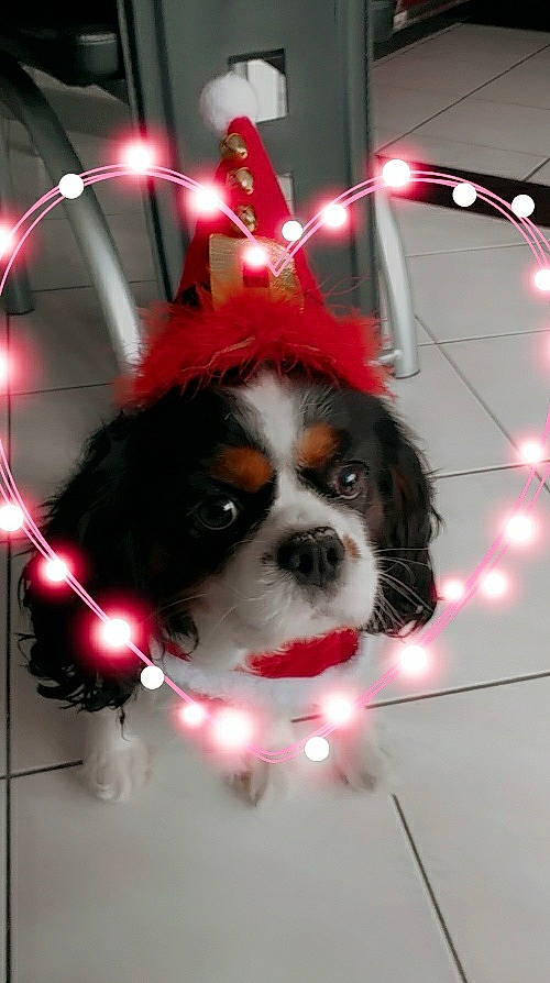 Pinky participe au concours pour gagner de l'argent avec cette photo : ball, canidae, carnivore, cavalier_king_charles_spaniel, circle, companion_dog, design, dog, dog_breed, dog_supply, event, fawn, fur, light, lighting, snout, sporting_group, toy_dog, whiskers, working_animal