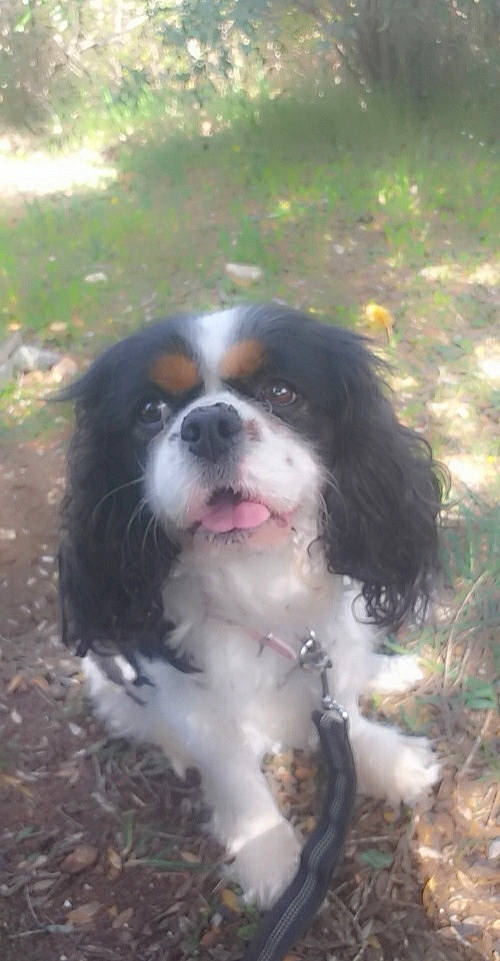 Pinky a rejoint le concours — aidez-le/la à gagner de superbes lots ! biting, bored, carnivore, cavalier_king_charles_spaniel, companion_dog, dog, dog_breed, door, fawn, fur, grass, gun_dog, king_charles_spaniel, liver, plant, snout, sporting_group, terrestrial_animal, whiskers, working_animal