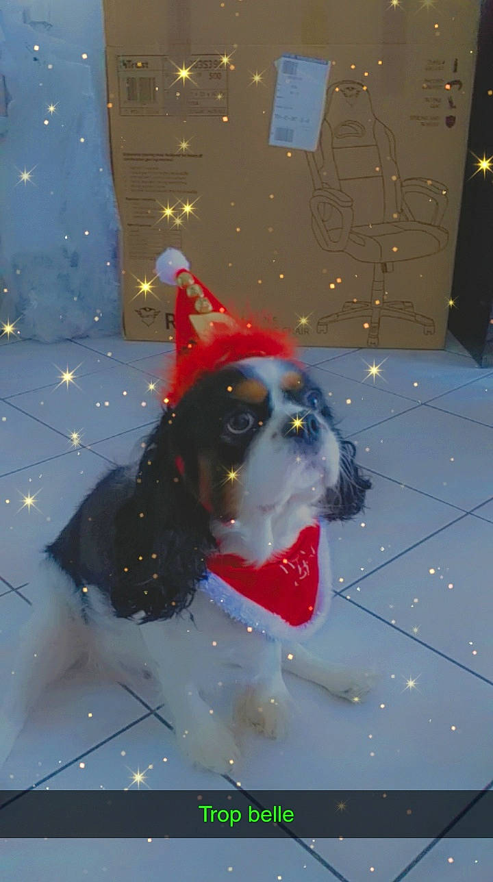 Pinky participe au concours pour gagner de l'argent avec cette photo : art, canidae, carmine, carnivore, christmas_ornament, companion_dog, dog, dog_breed, event, fawn, freezing, fun, holiday, light, snout, snow, space, sporting_group, winter, world