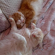 Winston is registered to the contest to win money with this photo: cat, sleeping, cozy, blanket, pets, indoor, feline, cute, resting, fur, whiskers, pink_nose, paws, domestic_cat, relaxation, companion, snuggling, soft_texture, animal, cute_animals