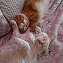 cat, sleeping, cozy, blanket, pets, indoor, feline, cute, resting, fur, whiskers, pink_nose, paws, domestic_cat, relaxation, companion, snuggling, soft_texture, animal, cute_animals