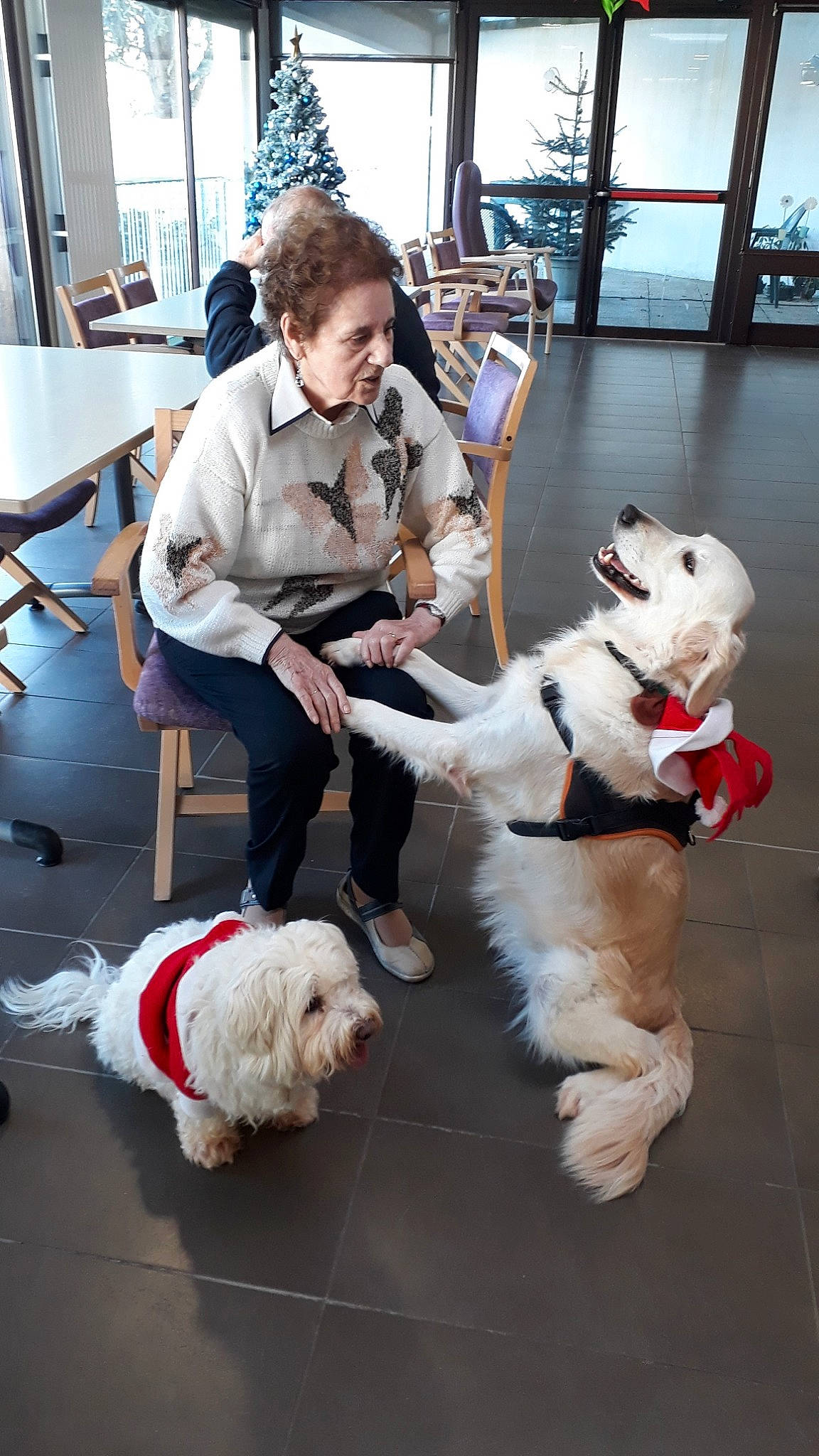 Ikéa a rejoint le concours — aidez-le/la à gagner de superbes lots ! canidae, carnivore, clumber_spaniel, companion_dog, dog, dog_breed, fox_terrier, grand_basset_griffon_vendeen, maltese, obedience_training, person, petit_basset_griffon_vendeen, puppy_love, sealyham_terrier, sporting_group, terrier, west_highland_white_terrier