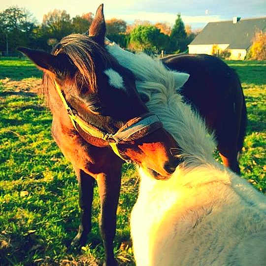 Java Et Choupi