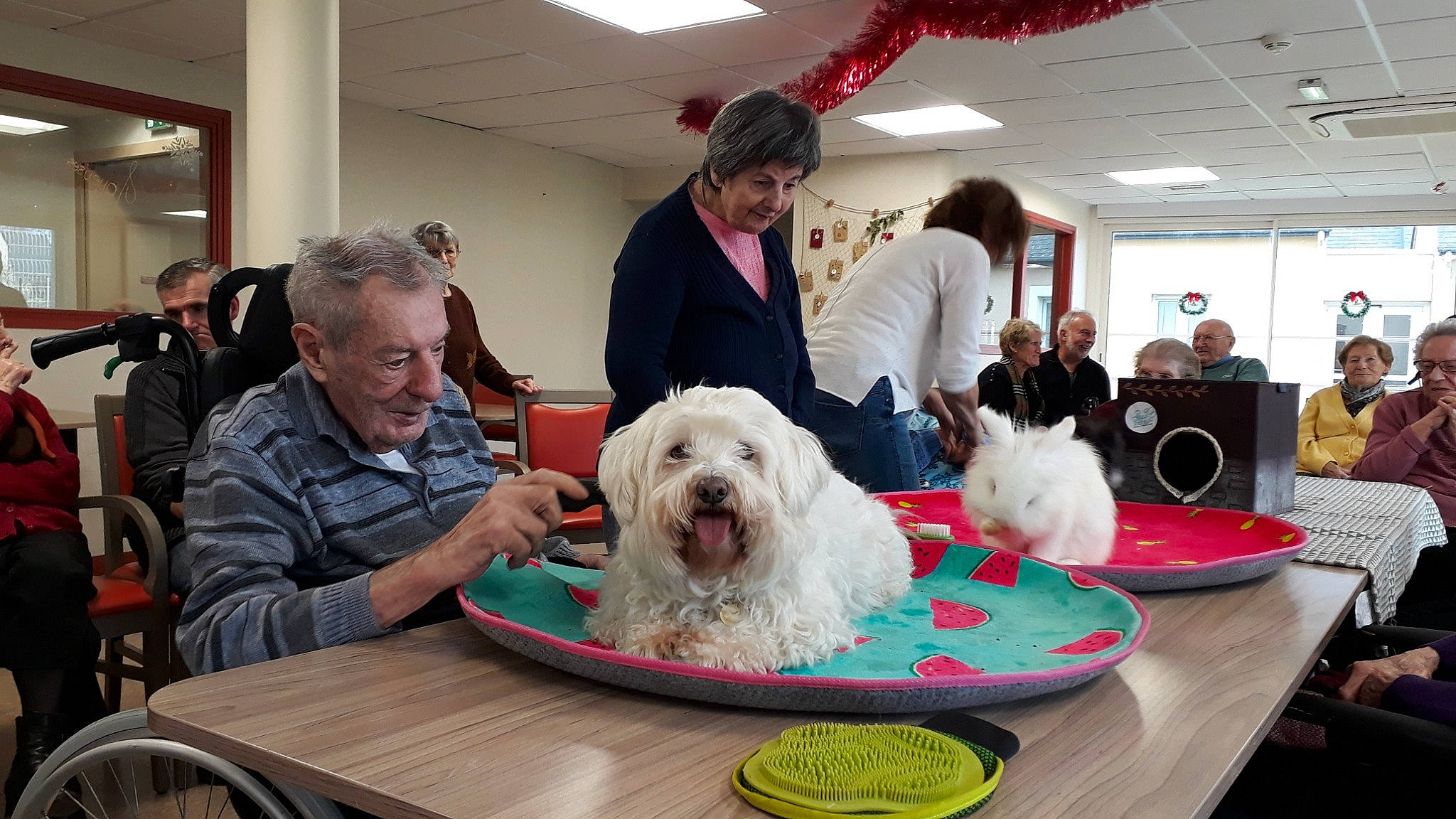 Cookie a rejoint le concours — aidez-le/la à gagner de superbes lots ! bearded_collie, canidae, carnivore, companion_dog, dog, dog_breed, havanese, joy, mammal, non_sporting_group, old_english_sheepdog, person, petit_basset_griffon_vendeen, rare_breed_dog, romanian_mioritic_shepherd_dog, sapsali, sealyham_terrier, south_russian_ovcharka, sporting_group, terrier