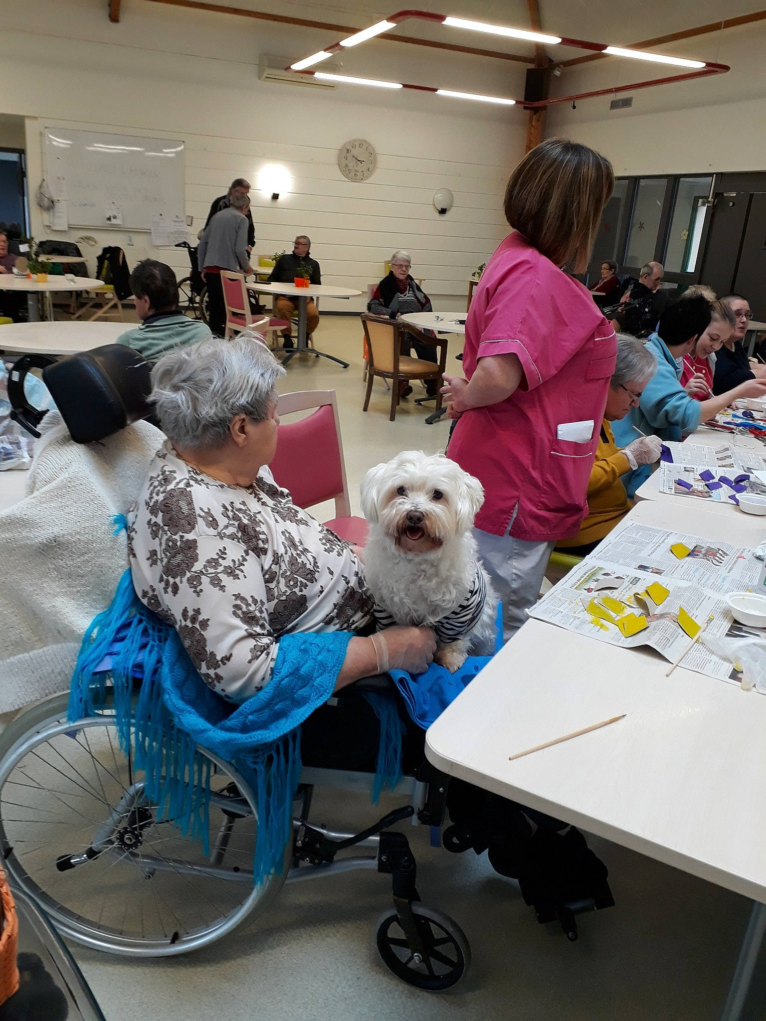 Cookie participe au concours pour gagner de l'argent avec cette photo : baby_carriage, bichon, canidae, companion_dog, conformation_show, dog, dog_breed, joy, non_sporting_group, person, product, retirement_home, toy_dog, visual_arts, west_highland_white_terrier, wheelchair